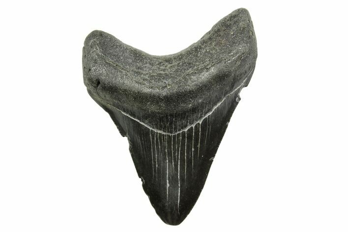 Megalodon Tooth - South Carolina #375976